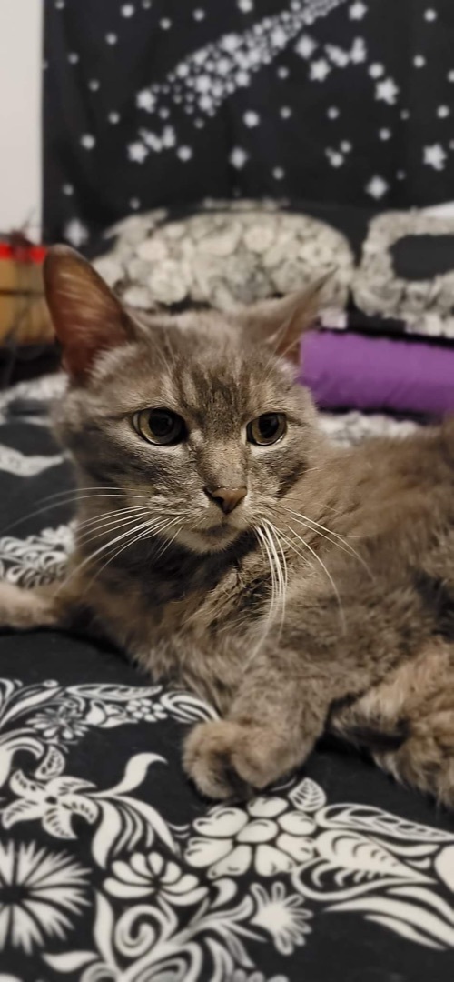 Zelda photo 4