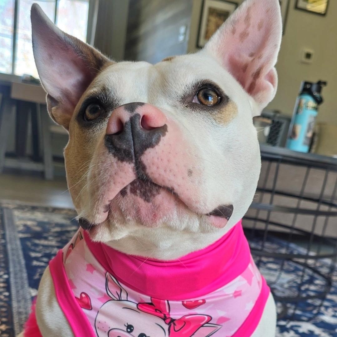 Enlarge Peppa, a Adoptable mixed breed in Rosedale, MD image 5/6