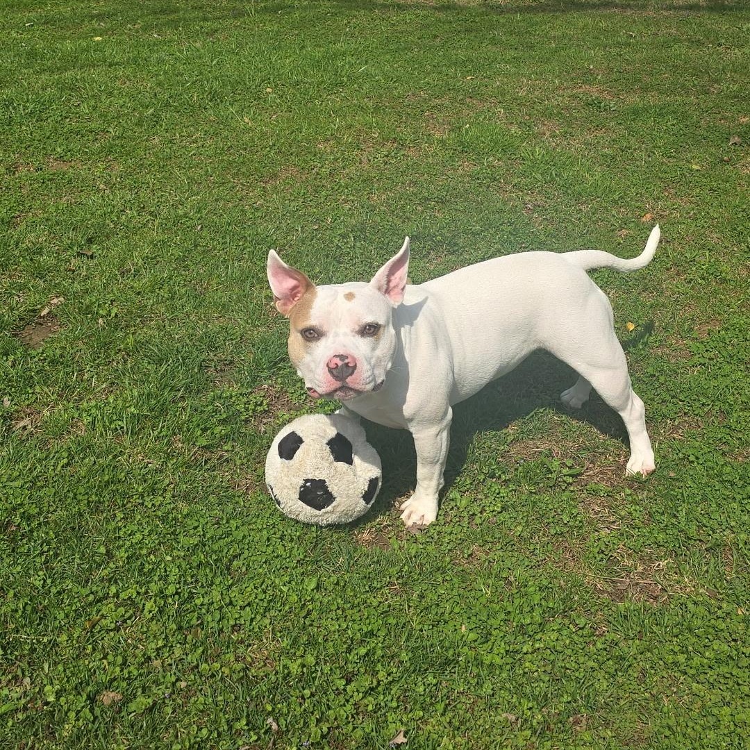 Enlarge Peppa, a Adoptable mixed breed in Rosedale, MD image 4/6