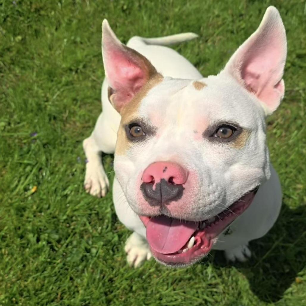 Peppa, Adoptable, Adult Female Pit Bull Terrier & Mixed Breed.