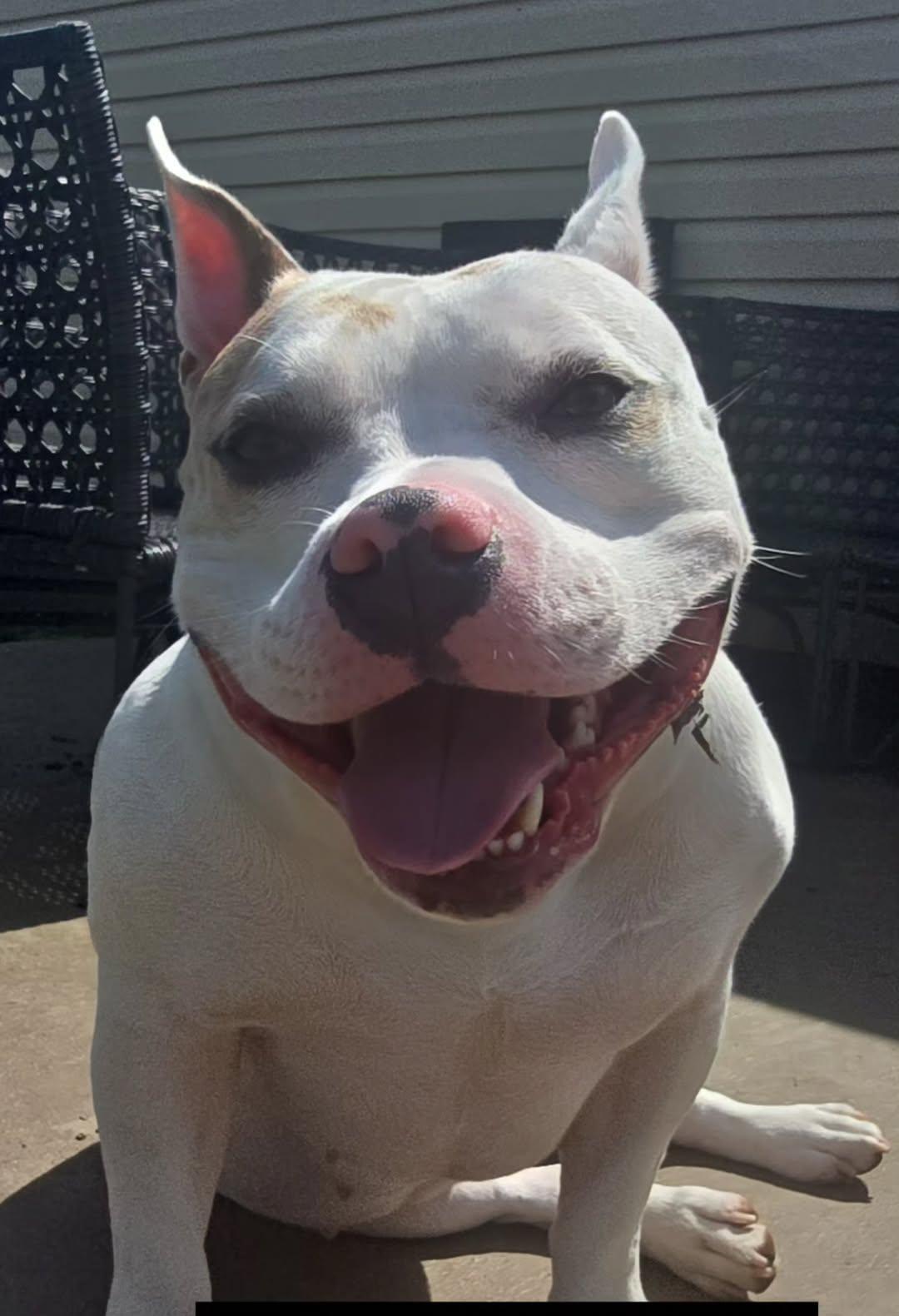 Enlarge Peppa, a Adoptable mixed breed in Rosedale, MD image 3/6