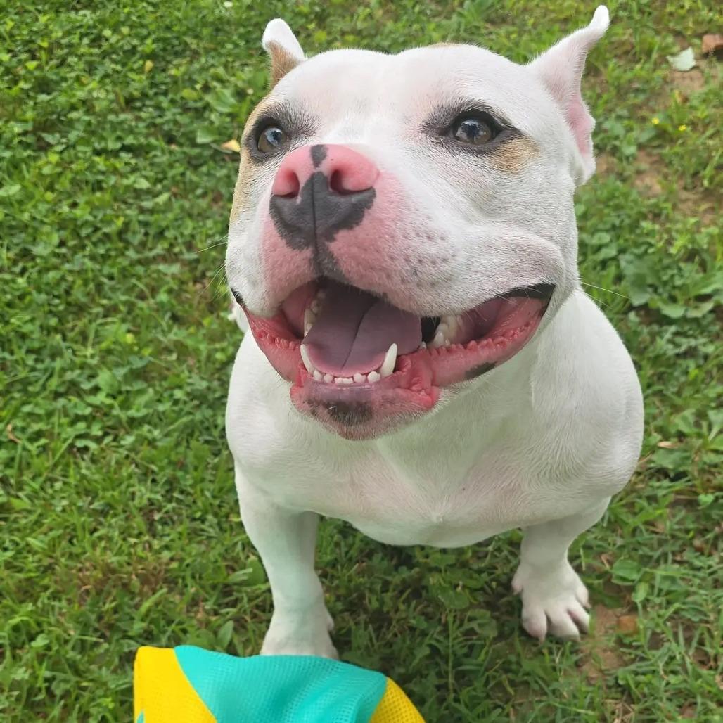 Peppa, Adoptable, Adult Female Pit Bull Terrier & Mixed Breed.