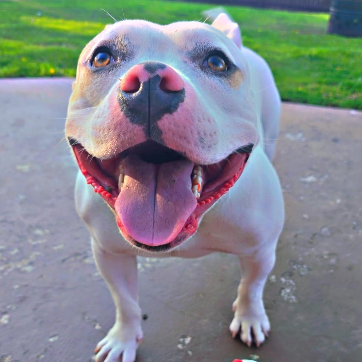 Enlarge Peppa, a Adoptable mixed breed in Rosedale, MD image 6/6