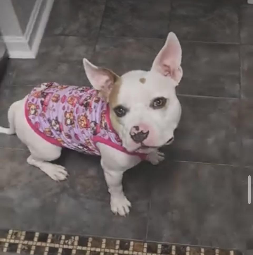 Enlarge Peppa, a Adoptable mixed breed in Rosedale, MD image 2/6