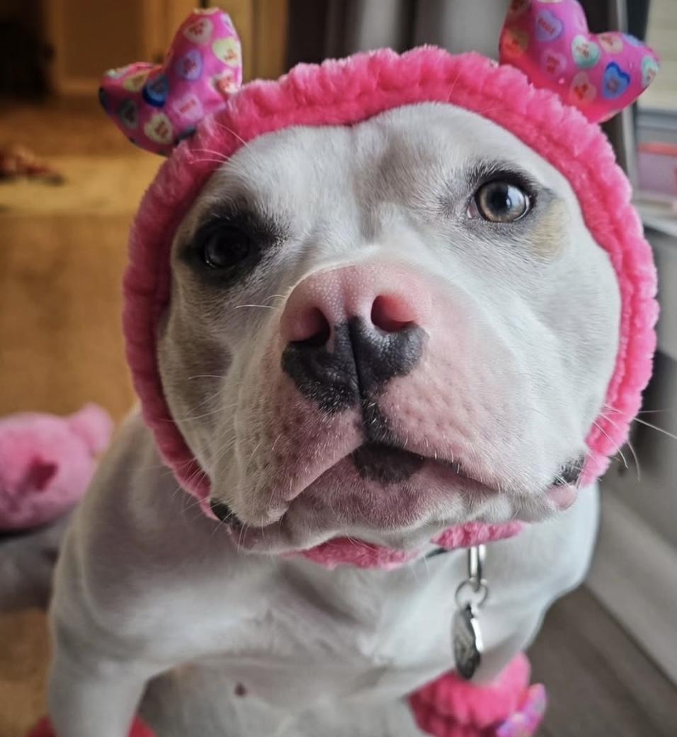 Peppa, a Adoptable mixed breed in Rosedale, MD image 6/6