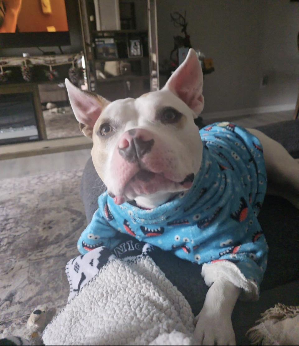 Enlarge Peppa, a Adoptable mixed breed in Rosedale, MD image 1/6