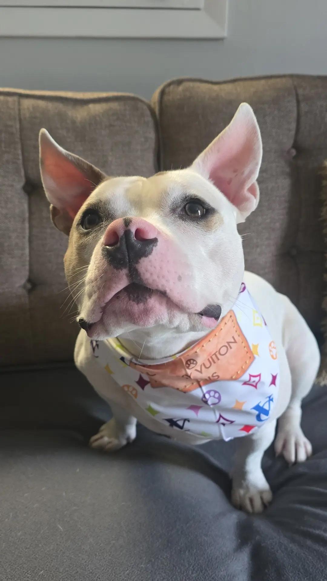 Peppa, a Adoptable mixed breed in Rosedale, MD image 5/6