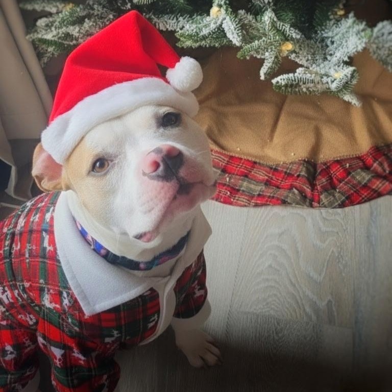 Peppa, a Adoptable mixed breed in Rosedale, MD image 1/6