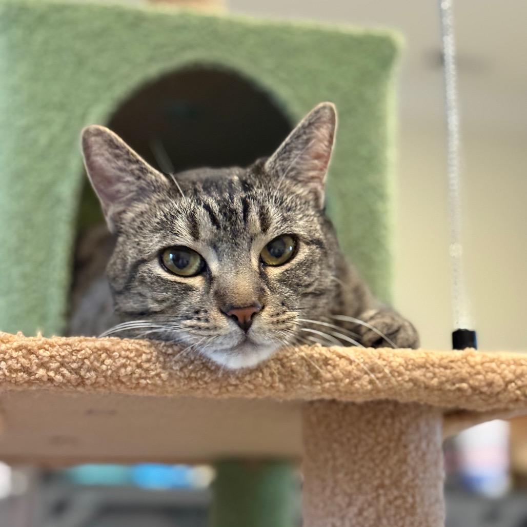 Enlarge BCAS Oliver, a Adoptable Domestic Short Hair in Abingdon, MD image 1/5