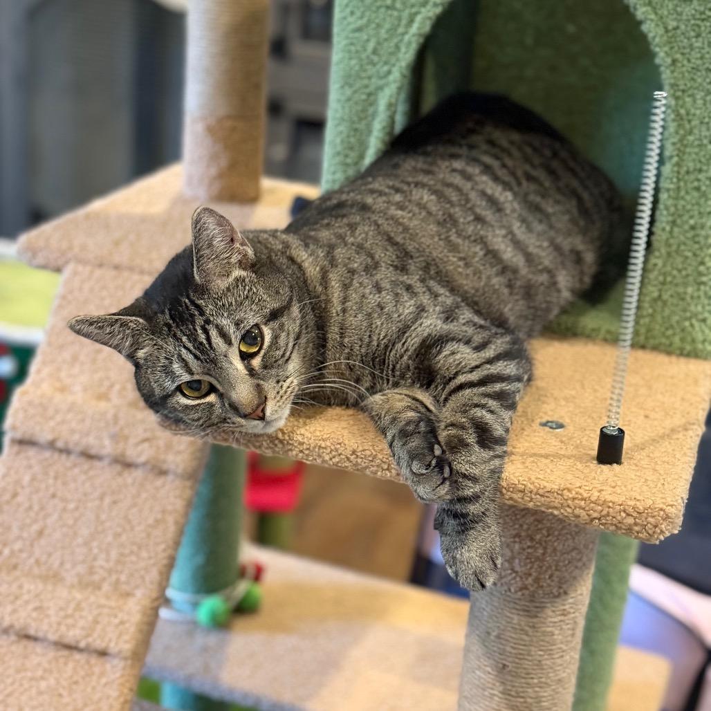 Enlarge BCAS Oliver, a Adoptable Domestic Short Hair in Abingdon, MD image 4/5