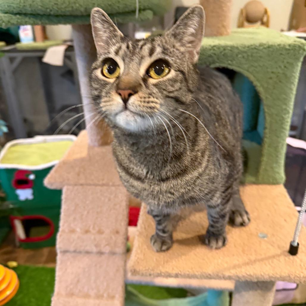 Enlarge BCAS Oliver, a Adoptable Domestic Short Hair in Abingdon, MD image 5/5