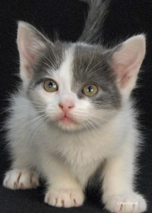 Enlarge Puddle Puff, a Adoptable Domestic Short Hair in Newland, NC image 2/3