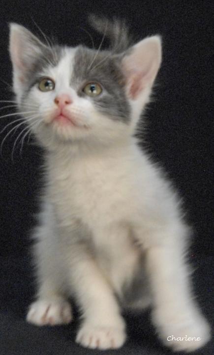 Enlarge Puddle Puff, a Adoptable Domestic Short Hair in Newland, NC image 3/3