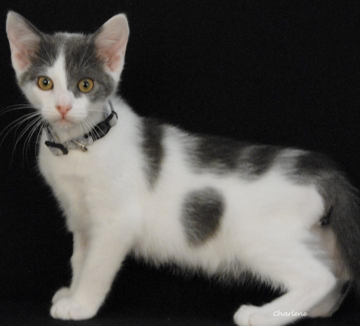 Enlarge Puddle Puff, a Adoptable Domestic Short Hair in Newland, NC image 1/3