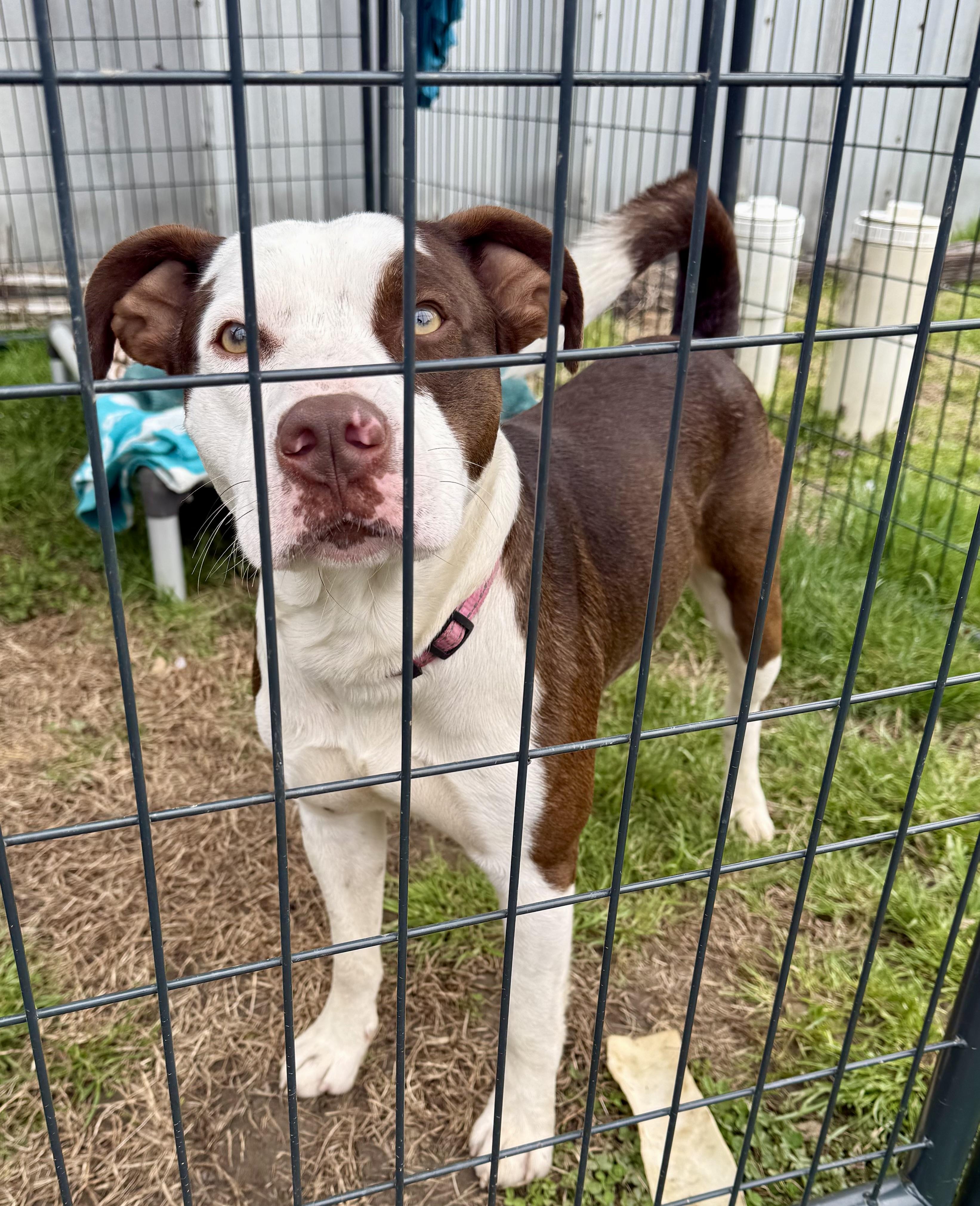 Enlarge Pistachio, a ADOPTABLE Pit Bull Terrier in Marshall, NC image 4/4