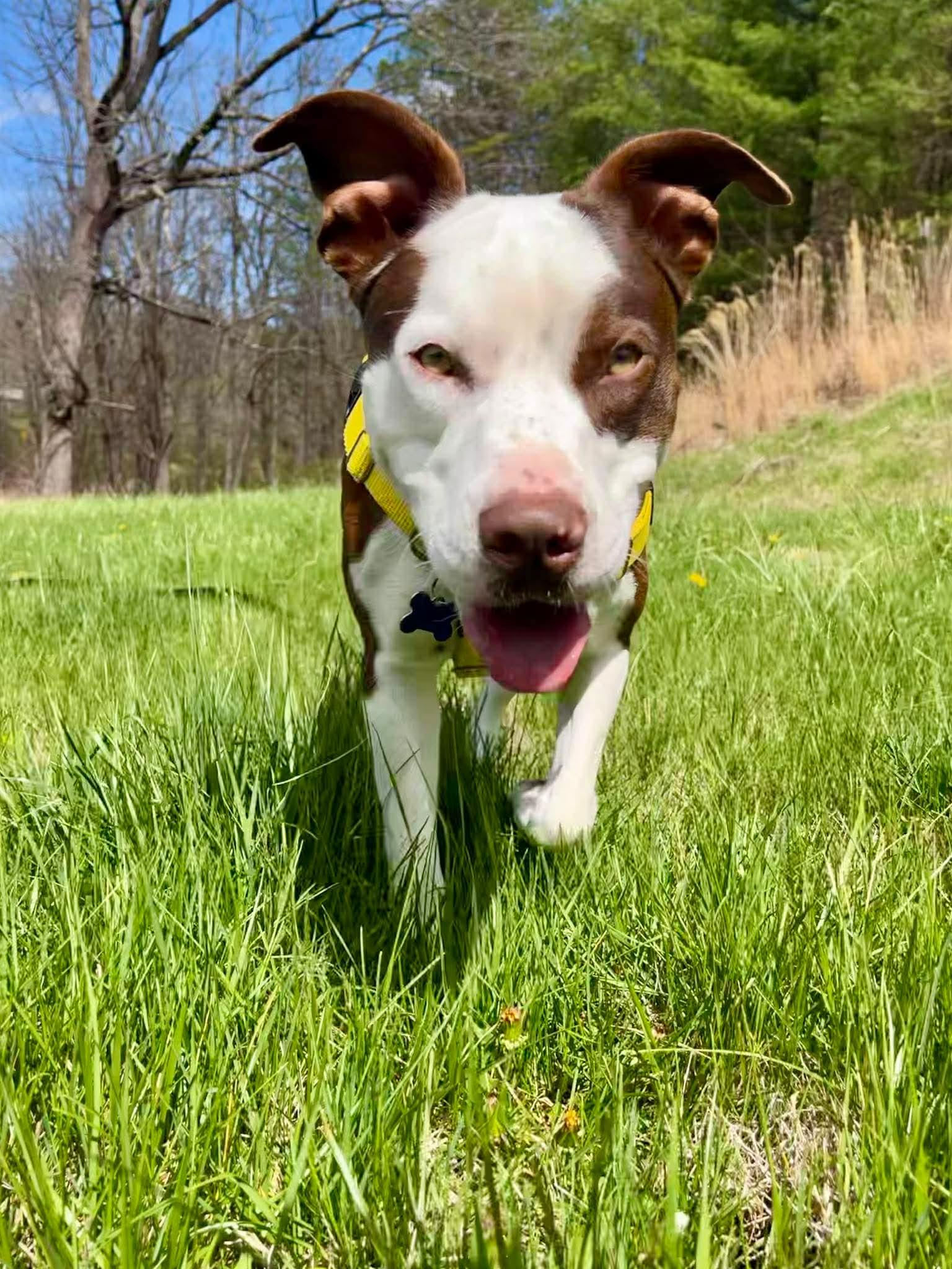 Enlarge Pistachio, a ADOPTABLE Pit Bull Terrier in Marshall, NC image 1/6