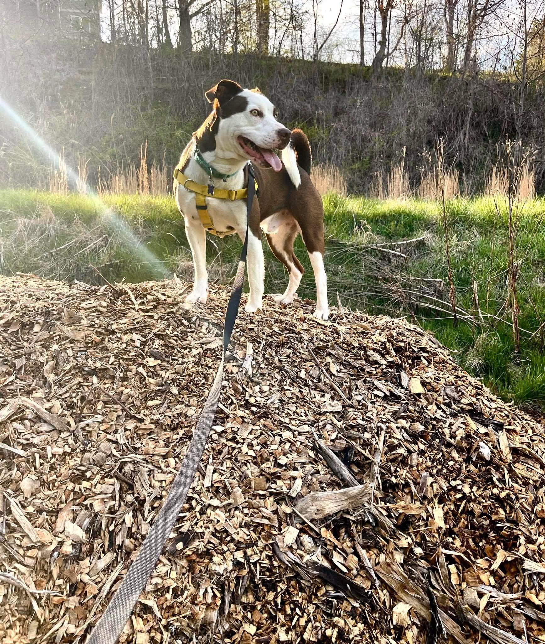 Enlarge Pistachio, a ADOPTABLE Pit Bull Terrier in Marshall, NC image 4/6