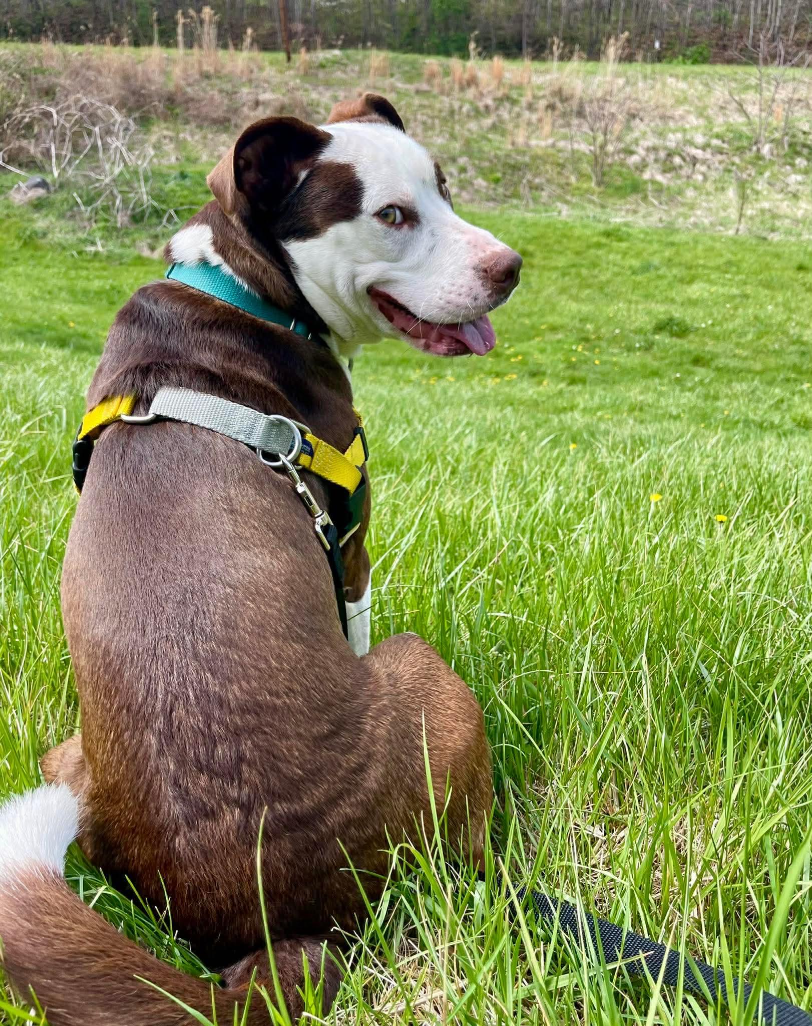 Enlarge Pistachio, a ADOPTABLE Pit Bull Terrier in Marshall, NC image 5/6