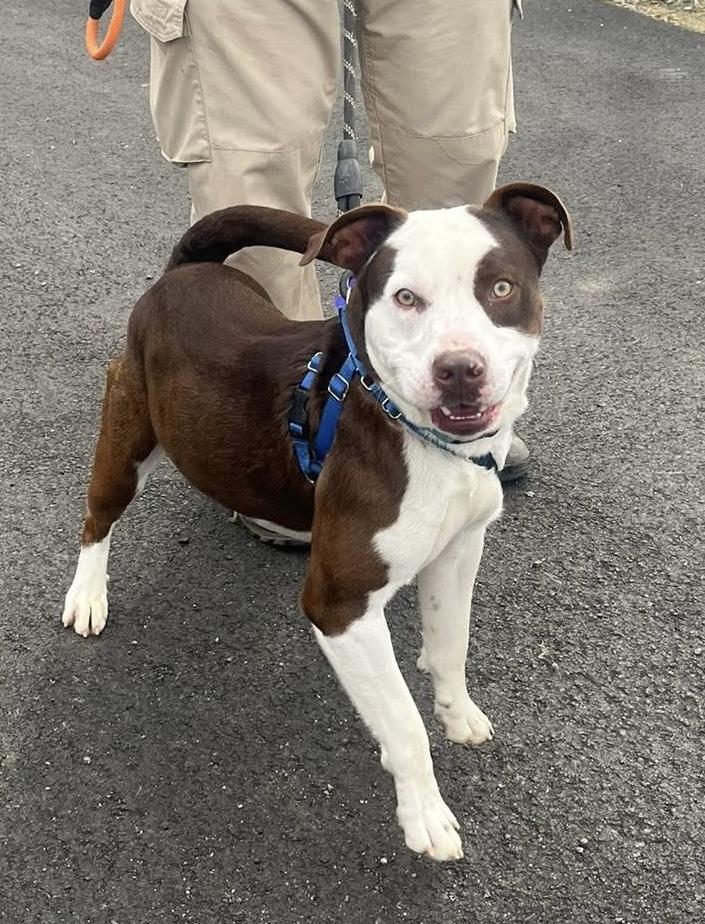 Enlarge Pistachio, a ADOPTABLE Pit Bull Terrier in Marshall, NC image 1/4