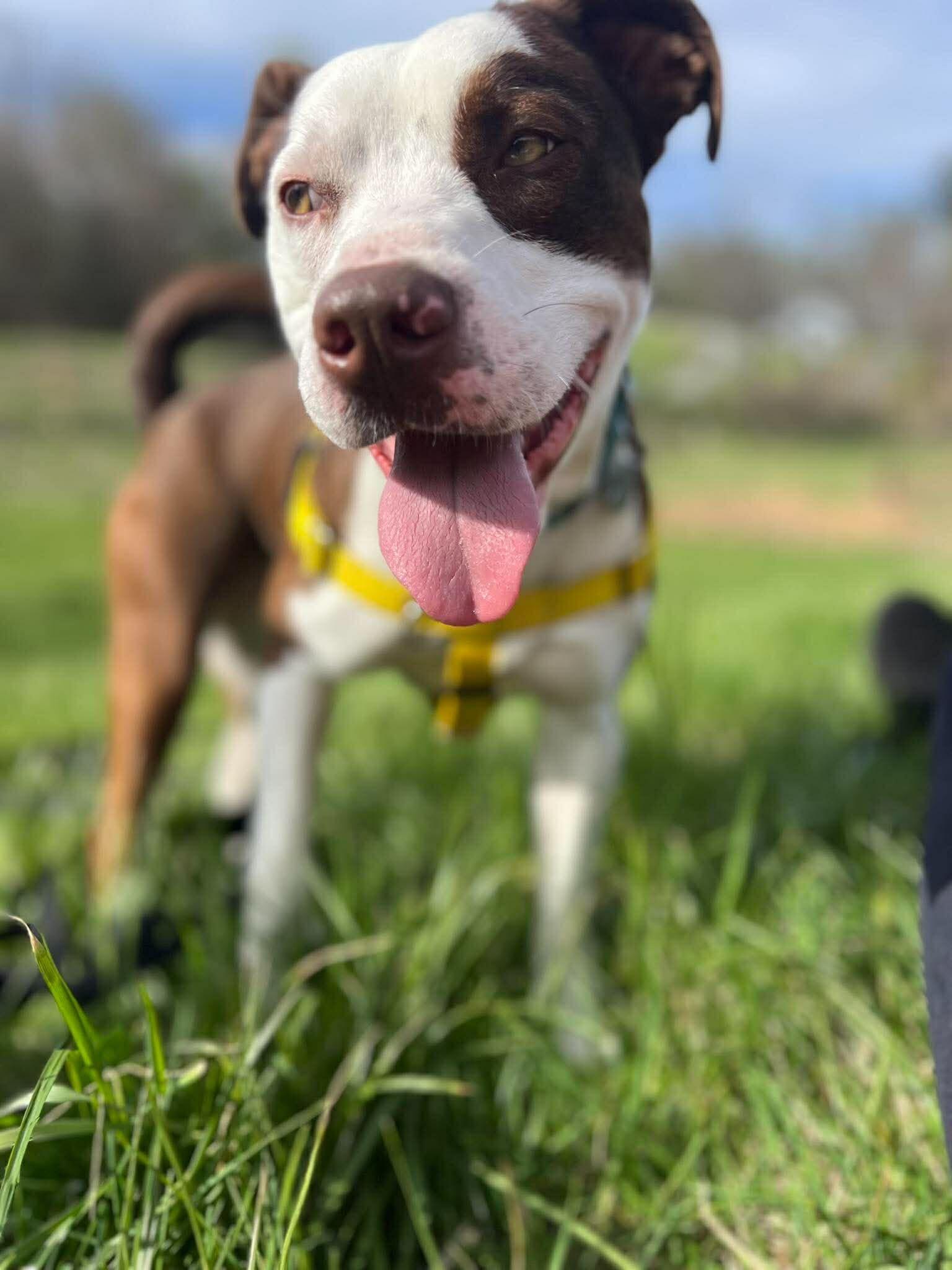 Enlarge Pistachio, a ADOPTABLE Pit Bull Terrier in Marshall, NC image 2/6