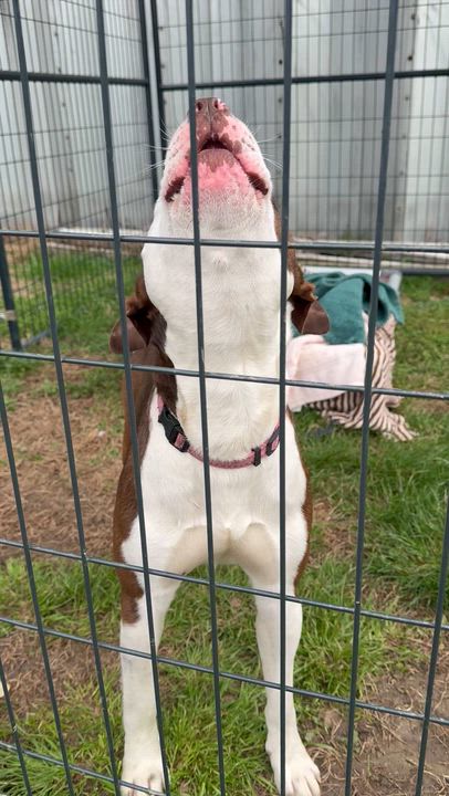 Enlarge Pistachio, a ADOPTABLE Pit Bull Terrier in Marshall, NC video 2/4