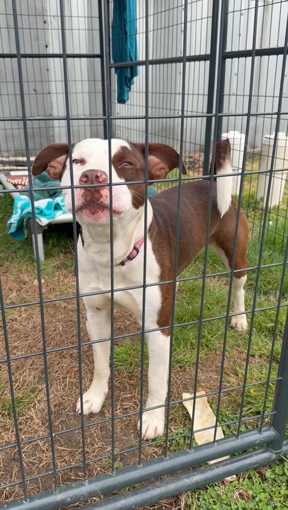 Enlarge Pistachio, a ADOPTABLE Pit Bull Terrier in Marshall, NC video 3/4