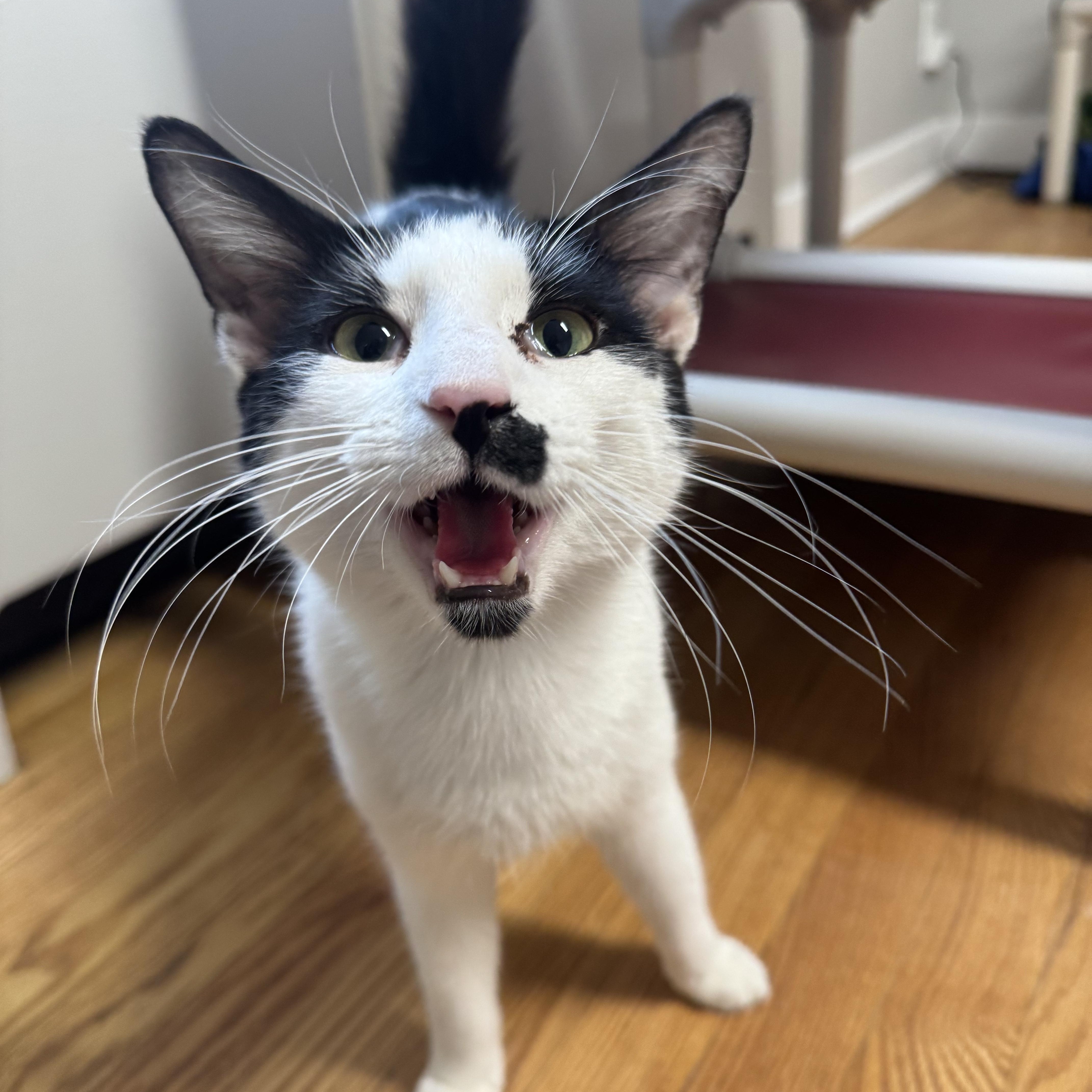 Enlarge Matt, an adopted Domestic Short Hair in Salem, OH image 1/1