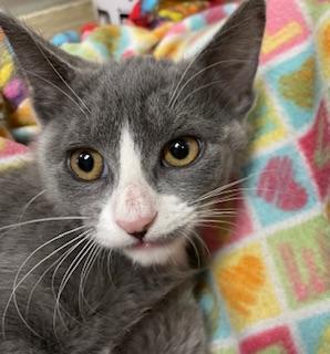 Enlarge Isabella, a Adoptable Domestic Short Hair in Parlier, CA image 1/6