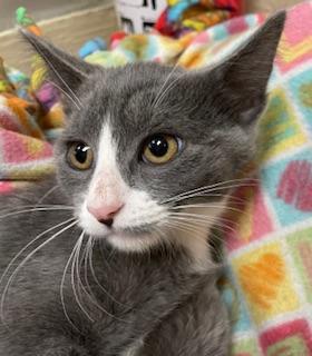 Enlarge Isabella, a Adoptable Domestic Short Hair in Parlier, CA image 2/6