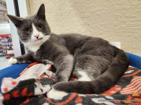 Enlarge Isabella, a Adoptable Domestic Short Hair in Parlier, CA image 3/6