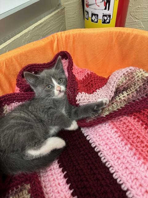 Isabella — thumbnail 5