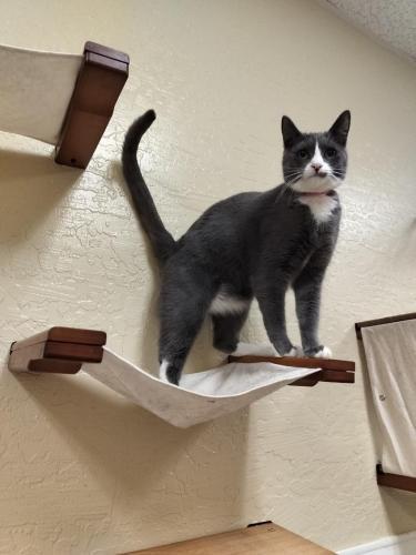 Enlarge Isabella, a Adoptable Domestic Short Hair in Parlier, CA image 5/6