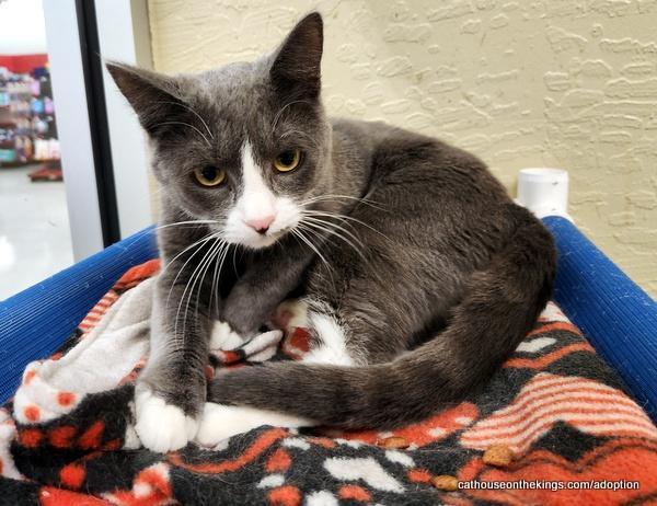 Enlarge Isabella, a Adoptable Domestic Short Hair in Parlier, CA image 6/6