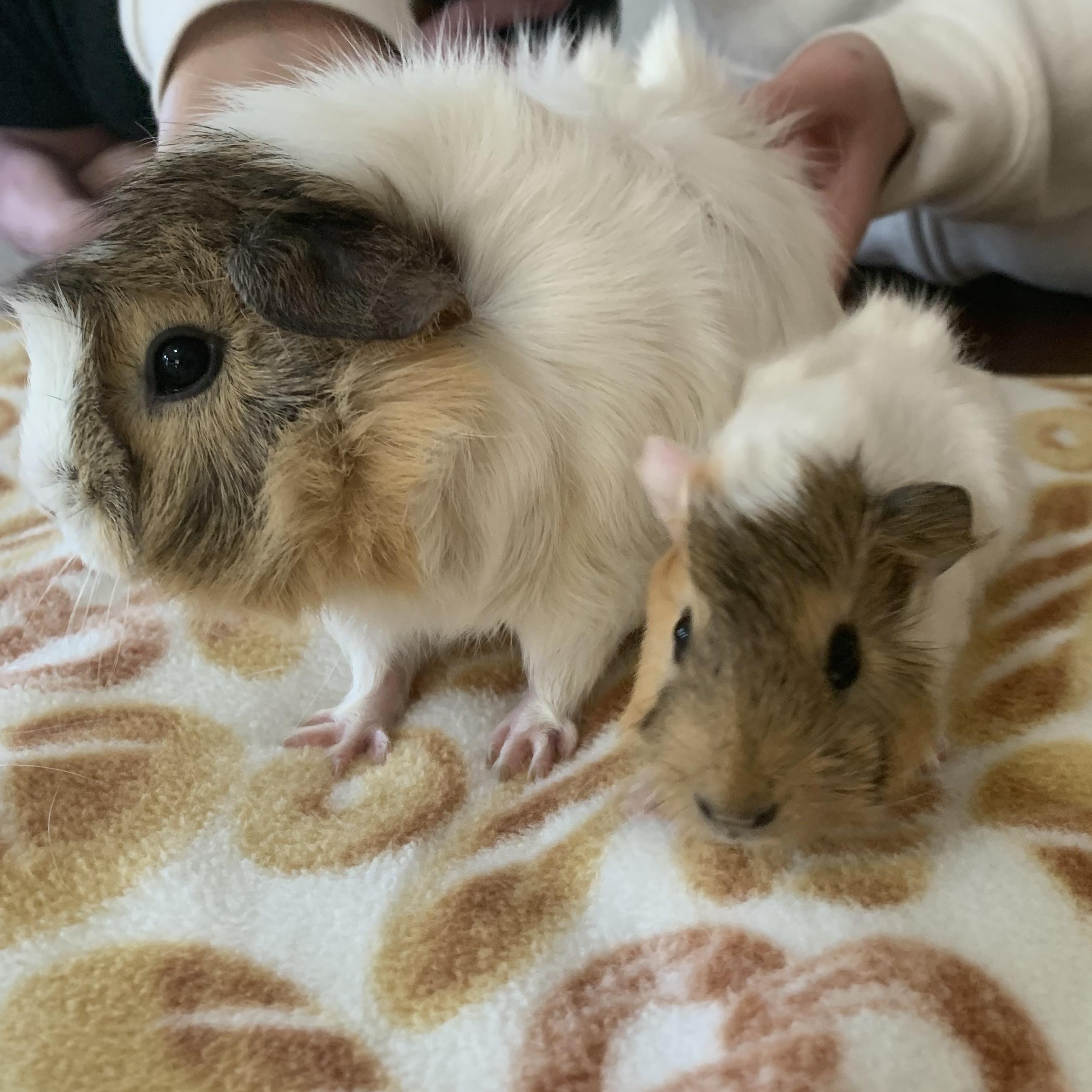 Enlarge Cranberry and NyNy, an adopted Abyssinian in Walnut Grove, CA image 1/4