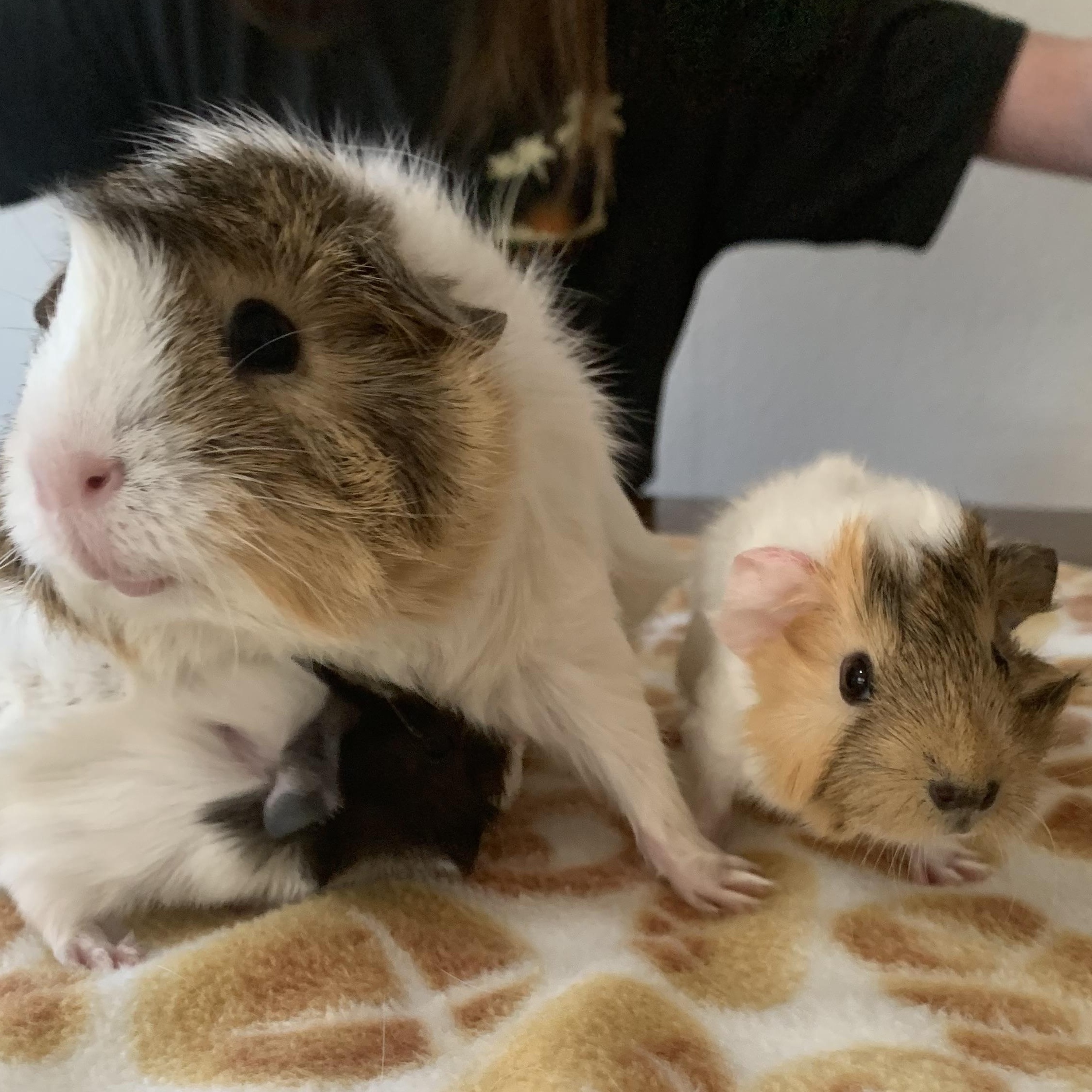 Enlarge Cranberry and NyNy, an adopted Abyssinian in Walnut Grove, CA image 2/4