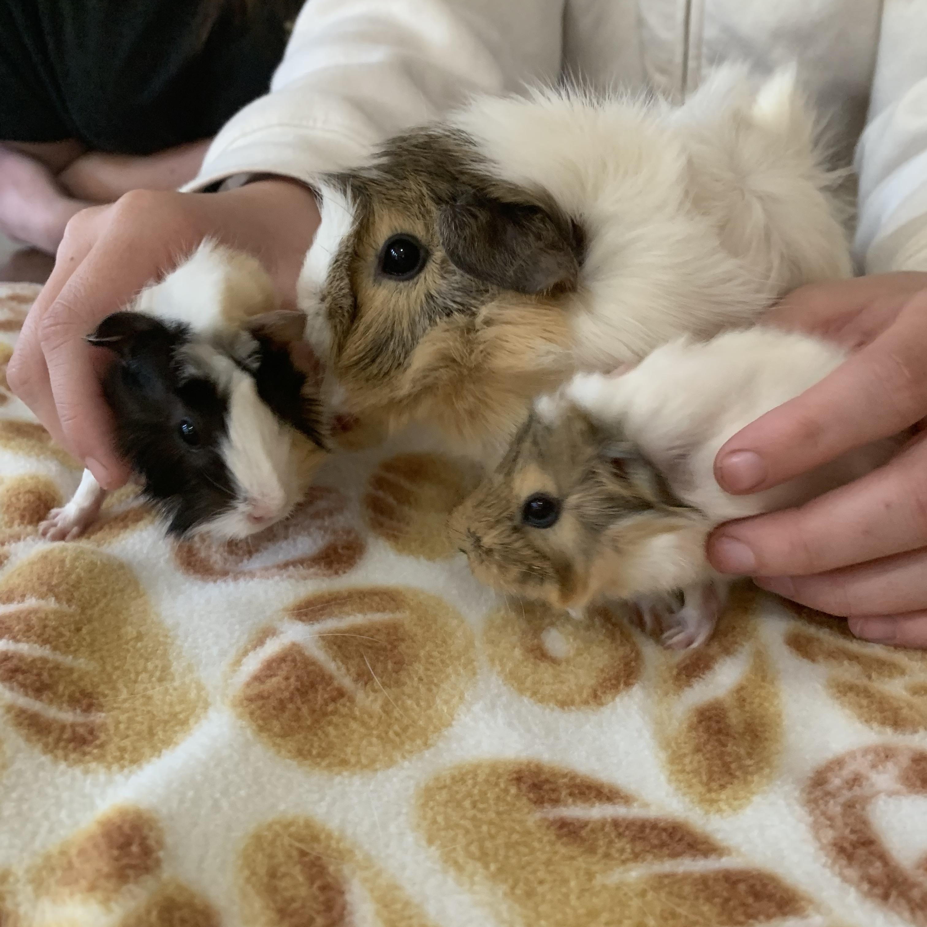 Enlarge Cranberry and NyNy, an adopted Abyssinian in Walnut Grove, CA image 3/4