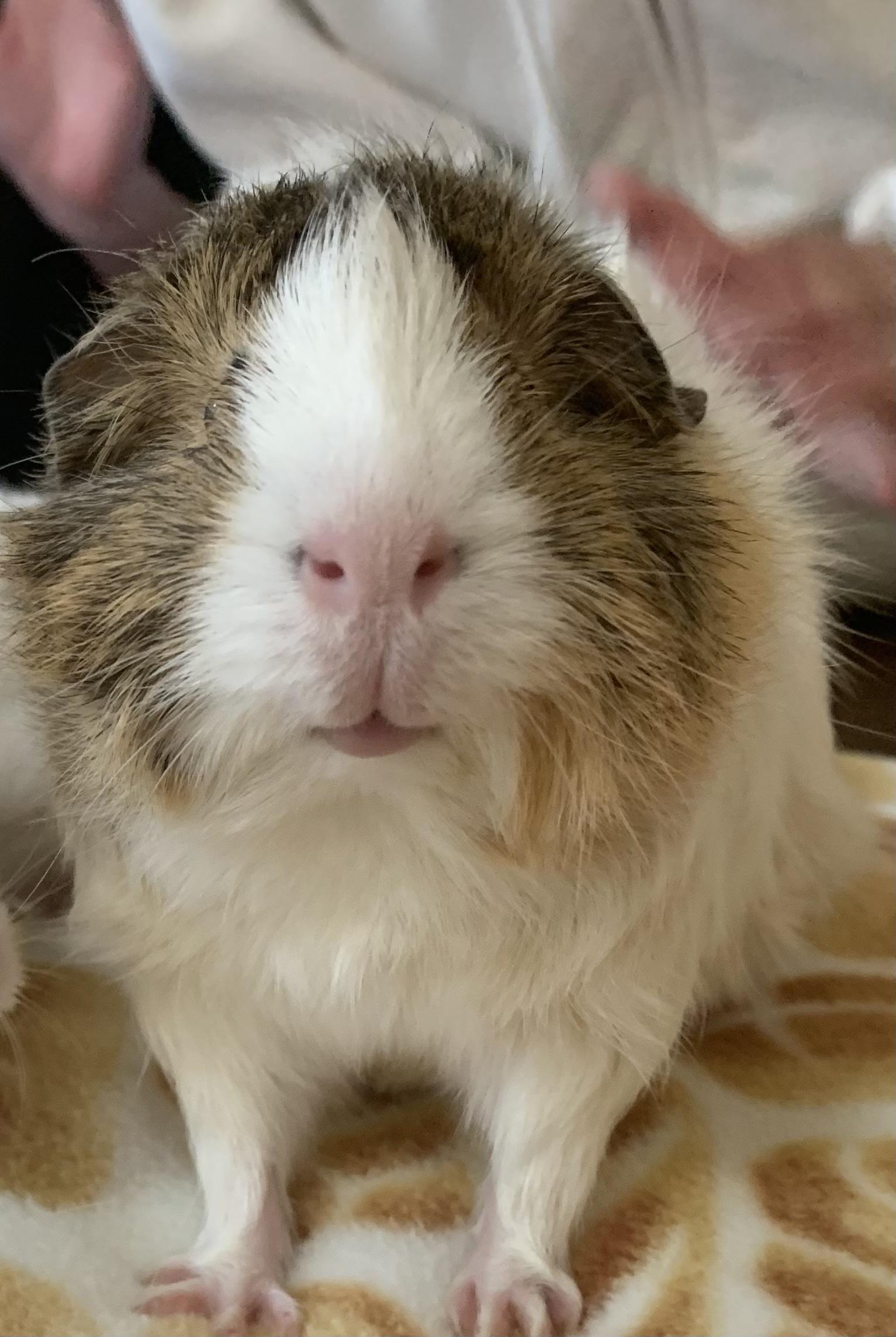 Enlarge Cranberry and NyNy, an adopted Abyssinian in Walnut Grove, CA image 4/4