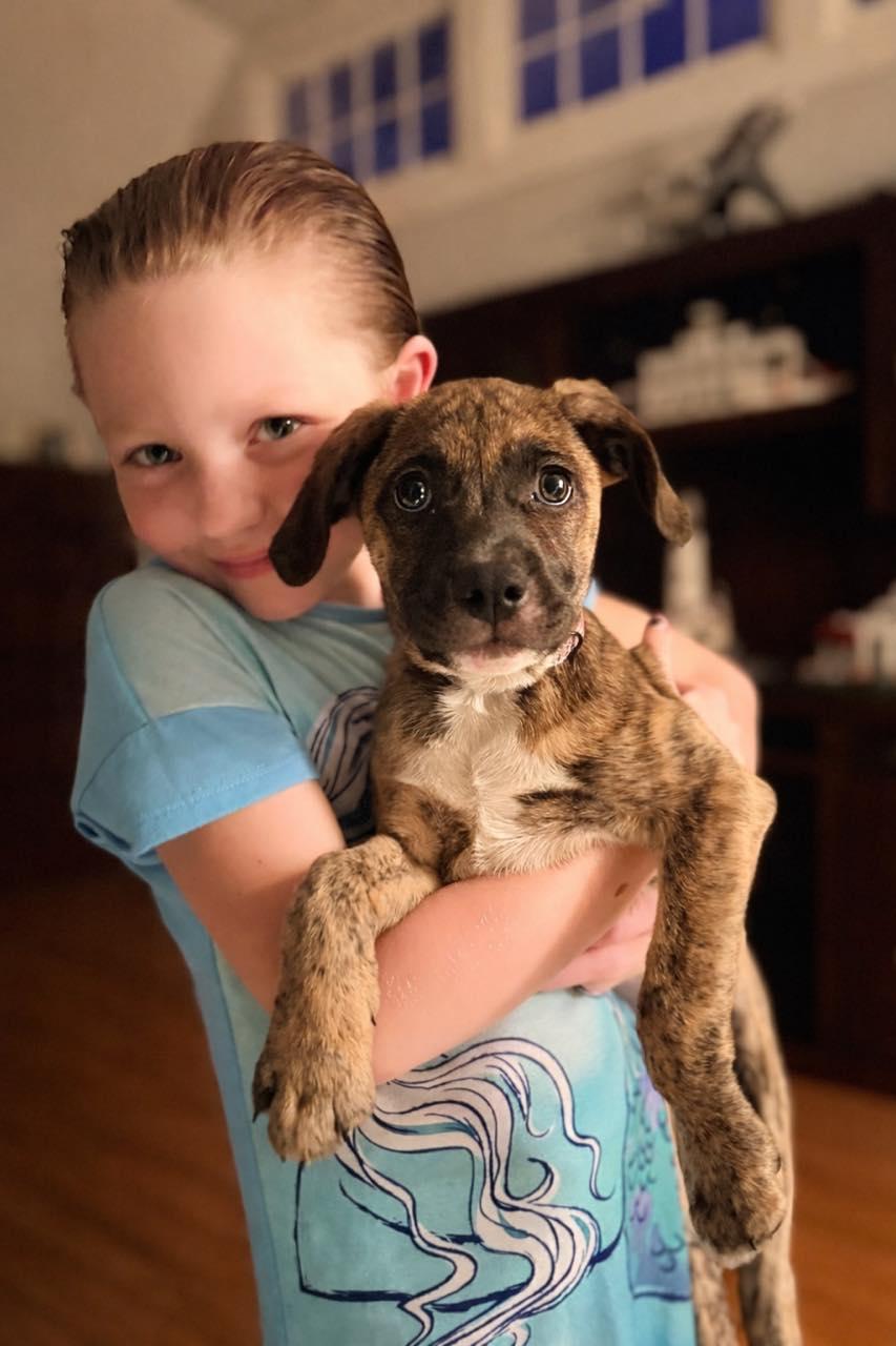 Enlarge Winnie, a ADOPTABLE mixed breed in Chepachet, RI image 3/5