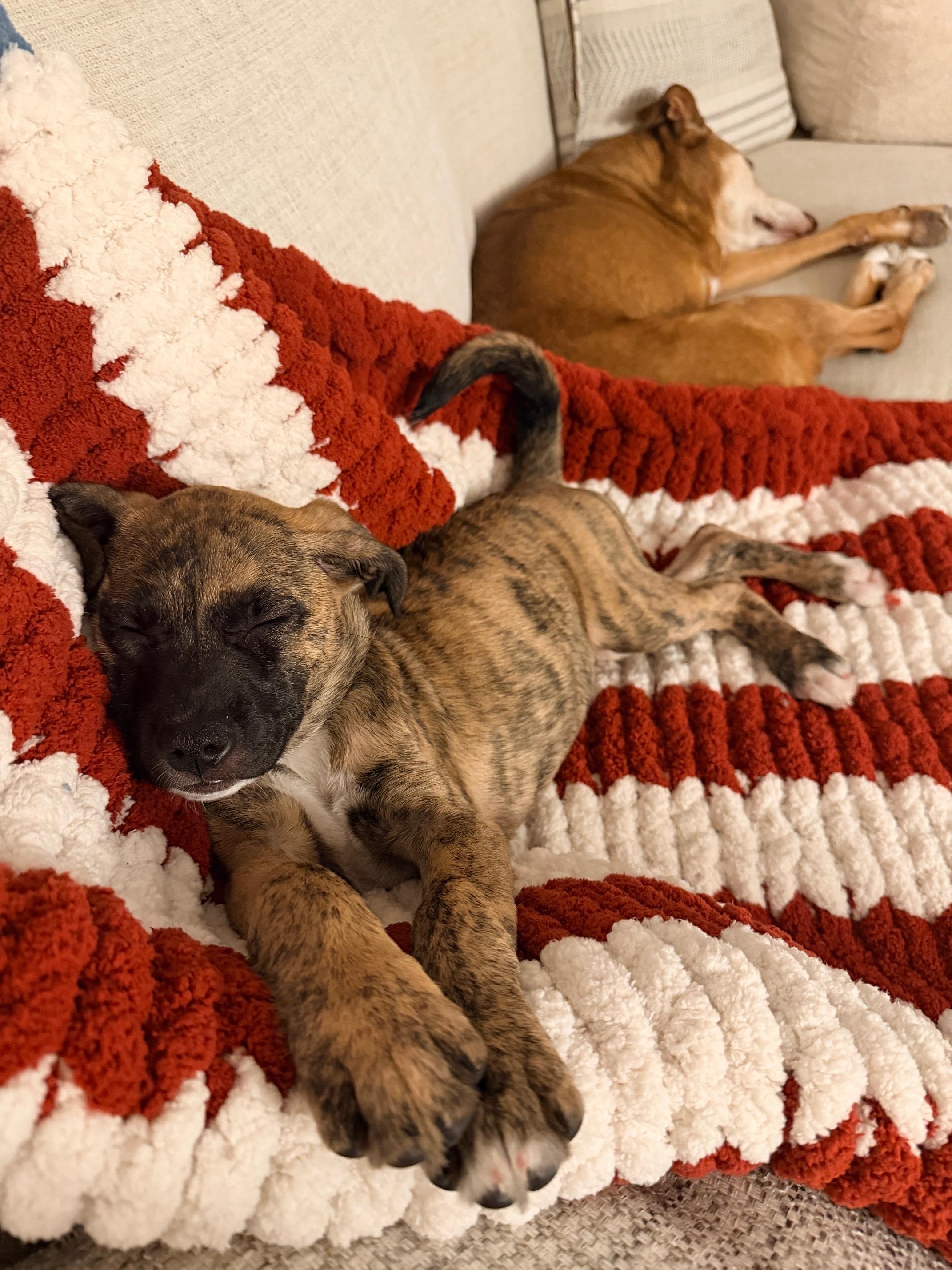 Enlarge Winnie, a ADOPTABLE mixed breed in Chepachet, RI image 5/5