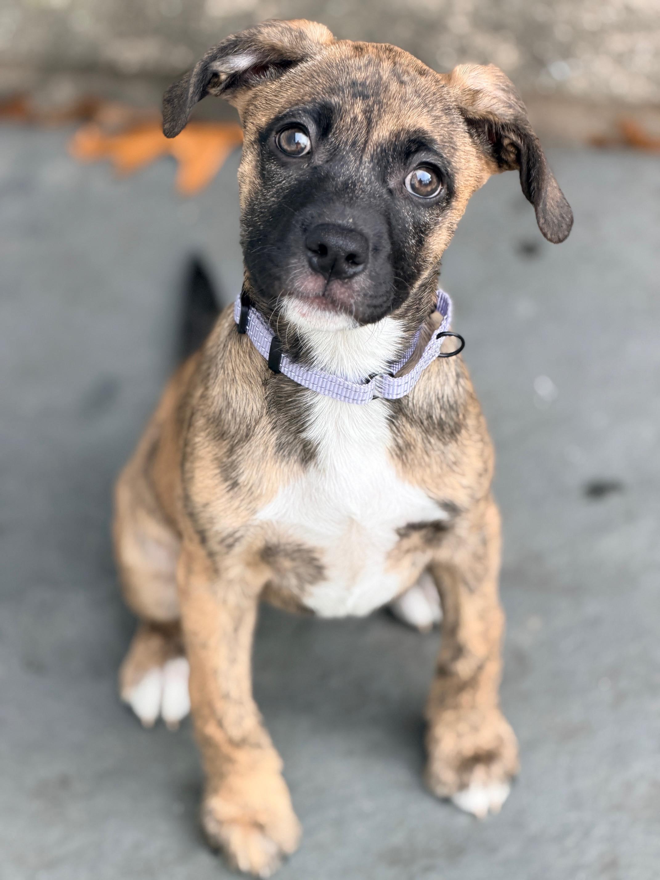 Enlarge Winnie, a ADOPTABLE mixed breed in Chepachet, RI image 2/5