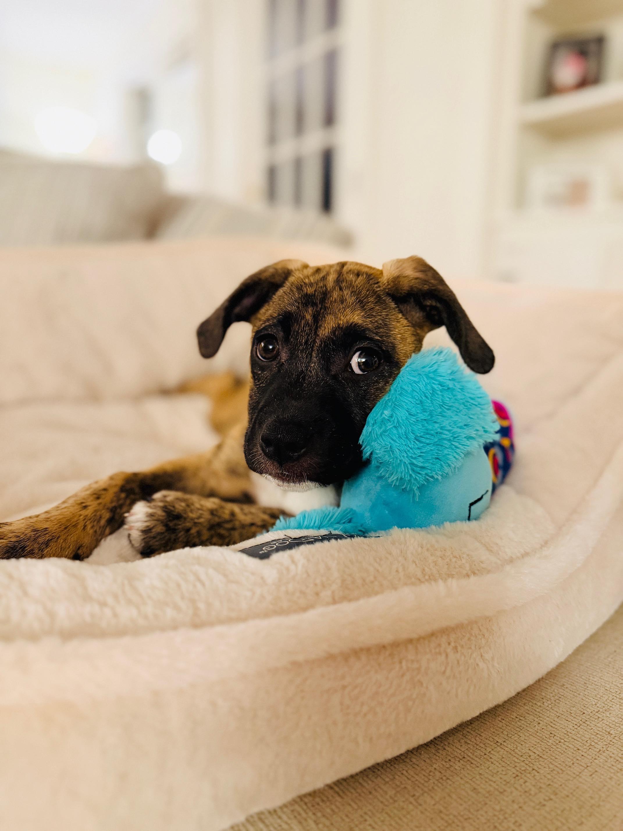 Enlarge Winnie, a ADOPTABLE mixed breed in Chepachet, RI image 4/5