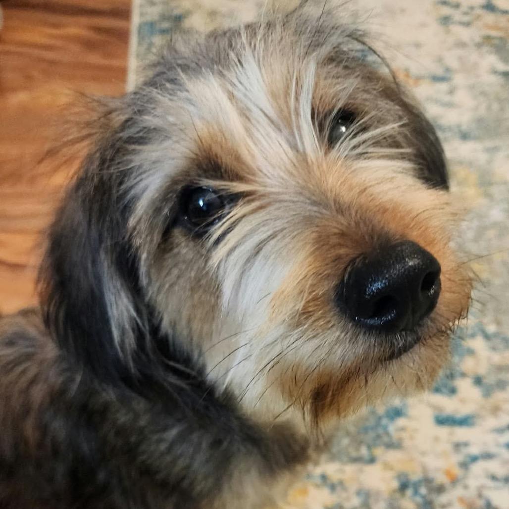 Frankie, Adoptable, Young Male Dachshund (Miniature Long Haired) & Miniature Poodle.