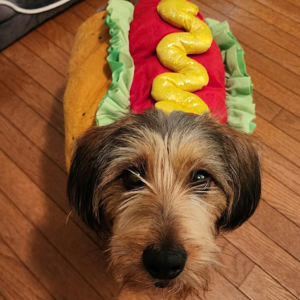 Enlarge Frankie, a Adoptable mixed breed in Ferndale, MI image 3/6