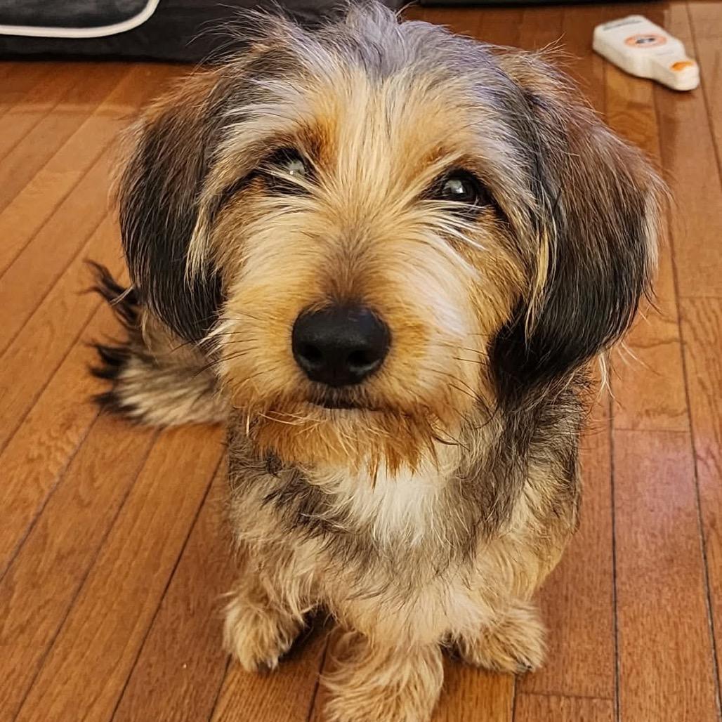Enlarge Frankie, a Adoptable mixed breed in Ferndale, MI image 4/6