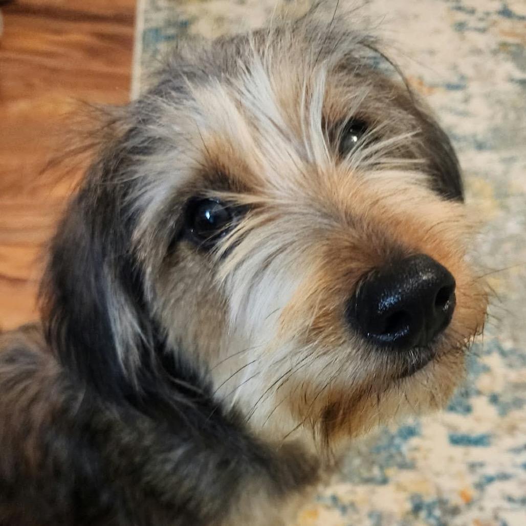 Enlarge Frankie, a Adoptable mixed breed in Ferndale, MI image 5/6