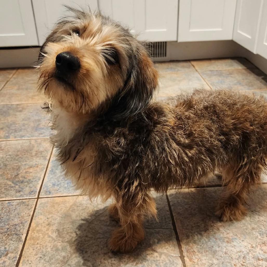 Enlarge Frankie, a Adoptable mixed breed in Ferndale, MI image 6/6
