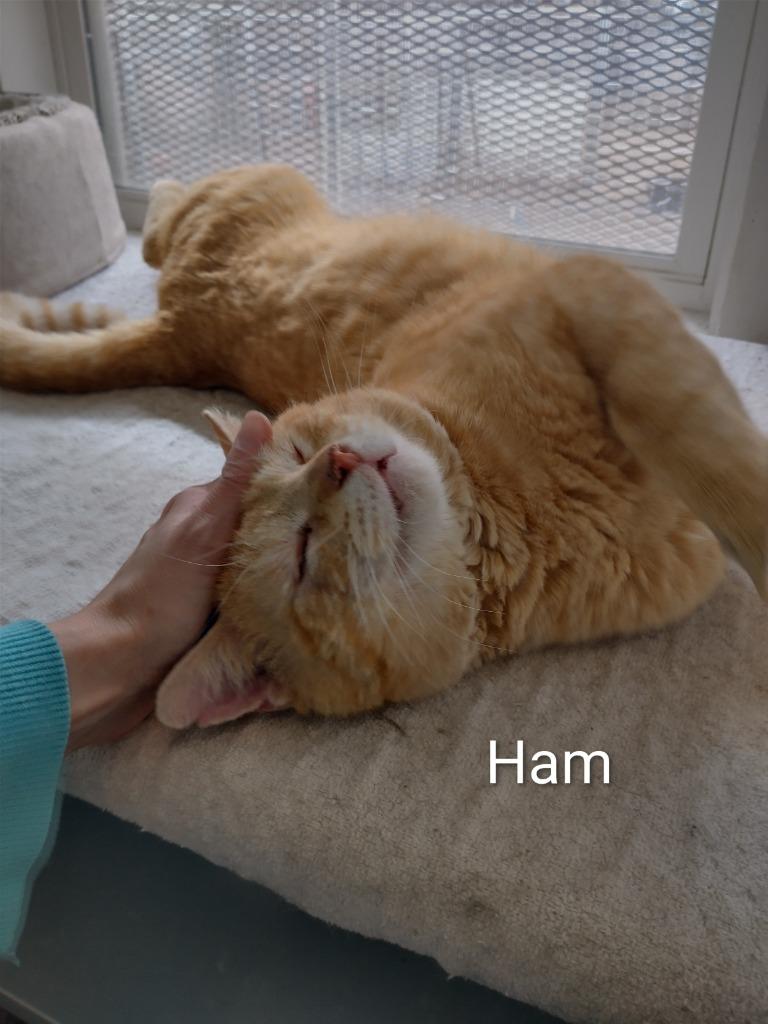 Ham, Adoptable, Adult Male Domestic Short Hair.
