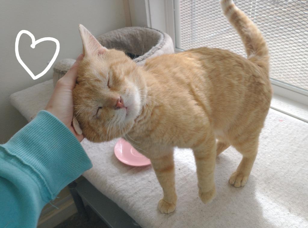 Enlarge Ham, a Adoptable mixed breed in Saint James, MN image 2/5