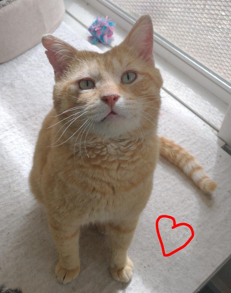 Enlarge Ham, a Adoptable mixed breed in Saint James, MN image 3/5