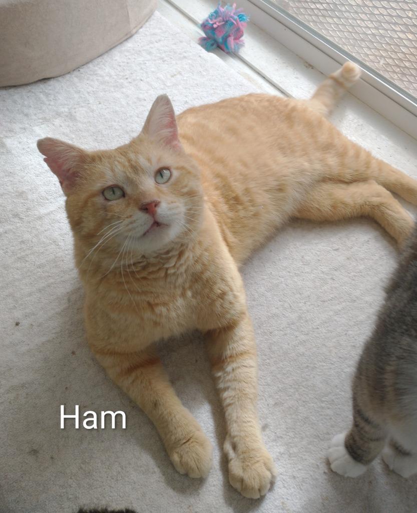 Enlarge Ham, a Adoptable mixed breed in Saint James, MN image 5/5